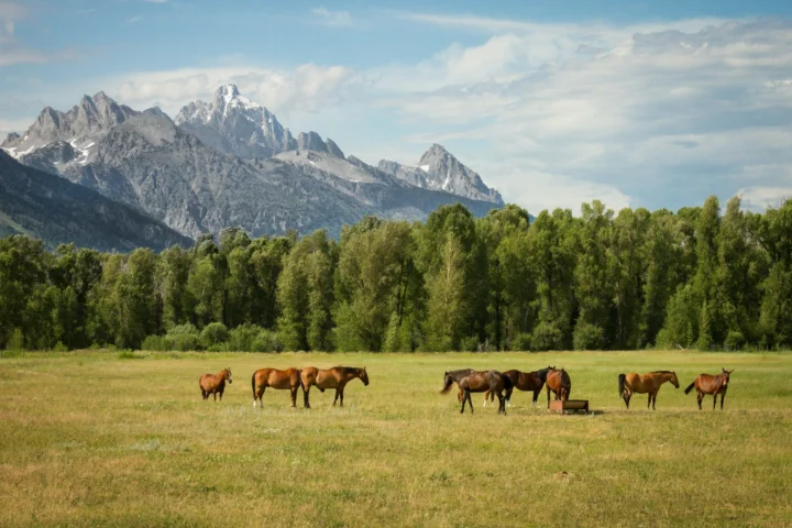 Horses grazing in a ranch meadow below the Teton Range
