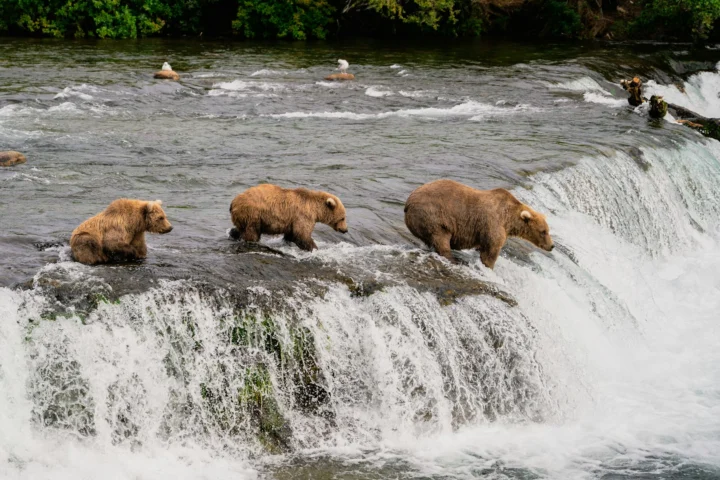 Three brown bears fishing for salmon on the lip of Brooks Falls in Katmai National Park, Alaska