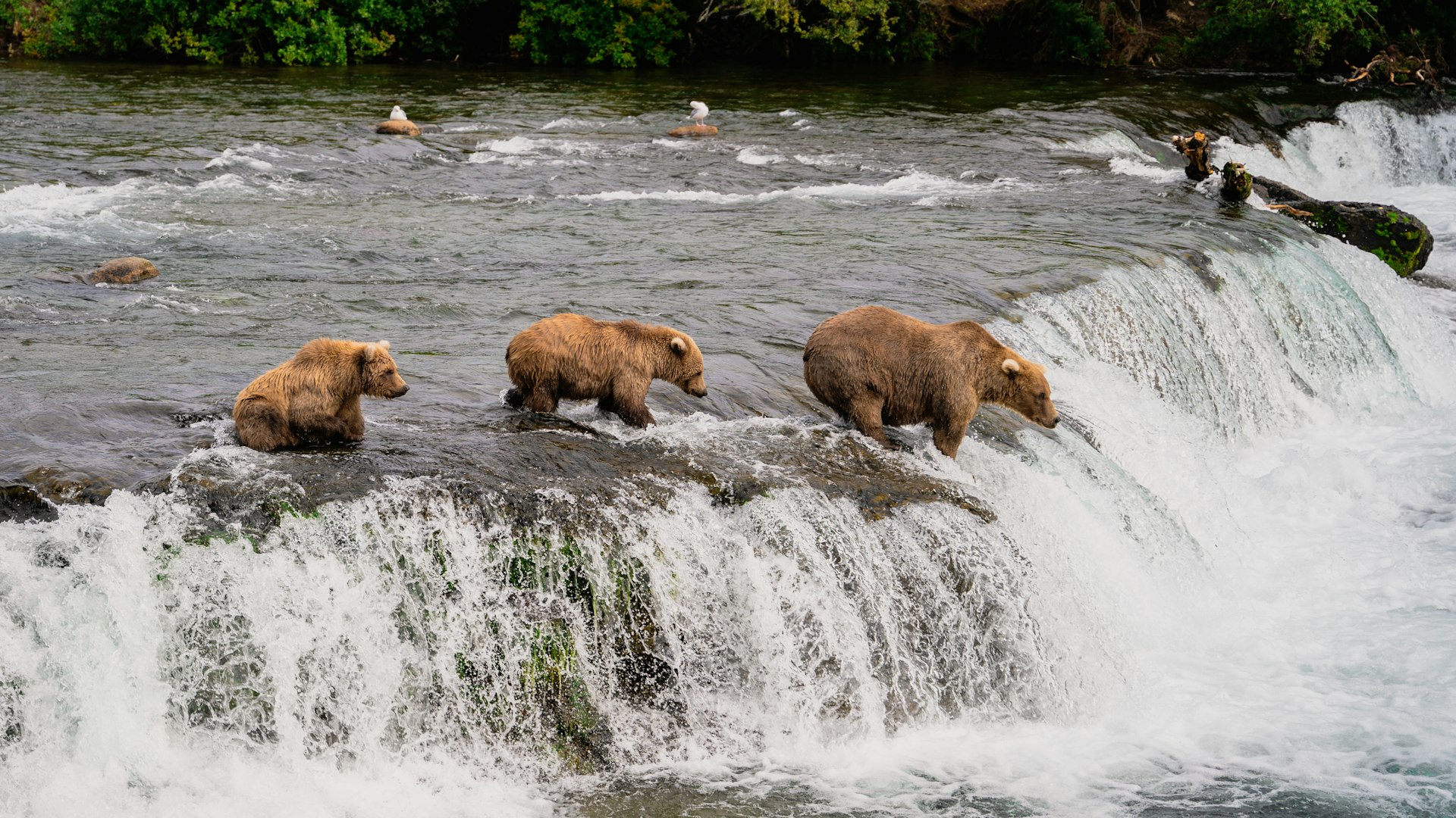 Three brown bears fishing for salmon on the lip of Brooks Falls in Katmai National Park, Alaska