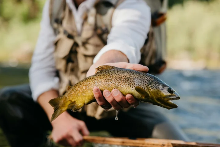 Angler holding a brown trout just above the river