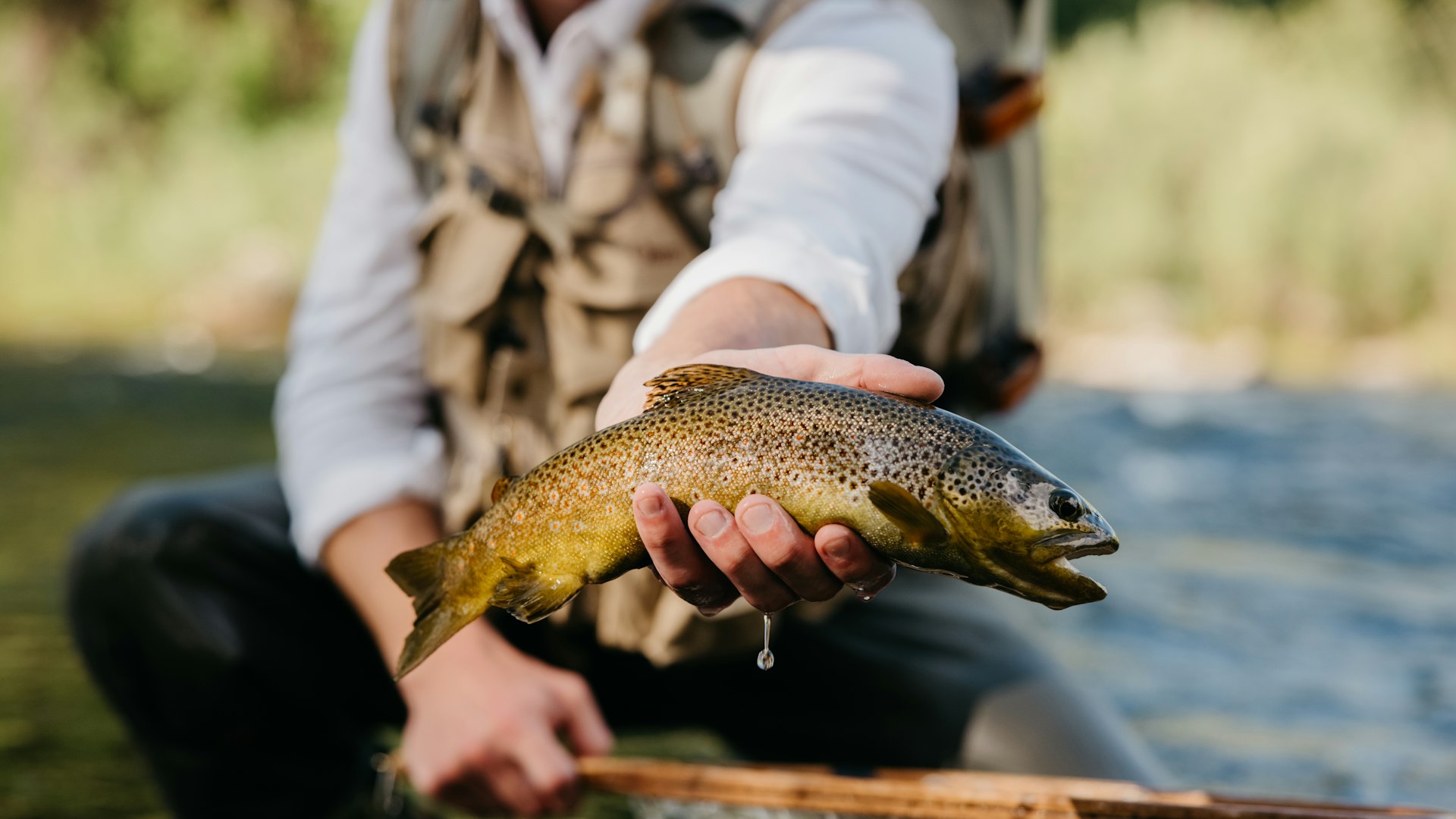 Angler holding a brown trout just above the river