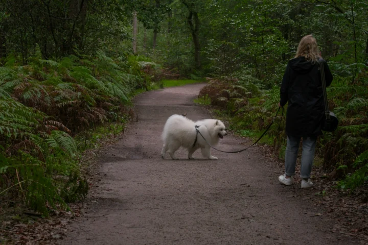 Person walking a white Samoyed on a forest trail