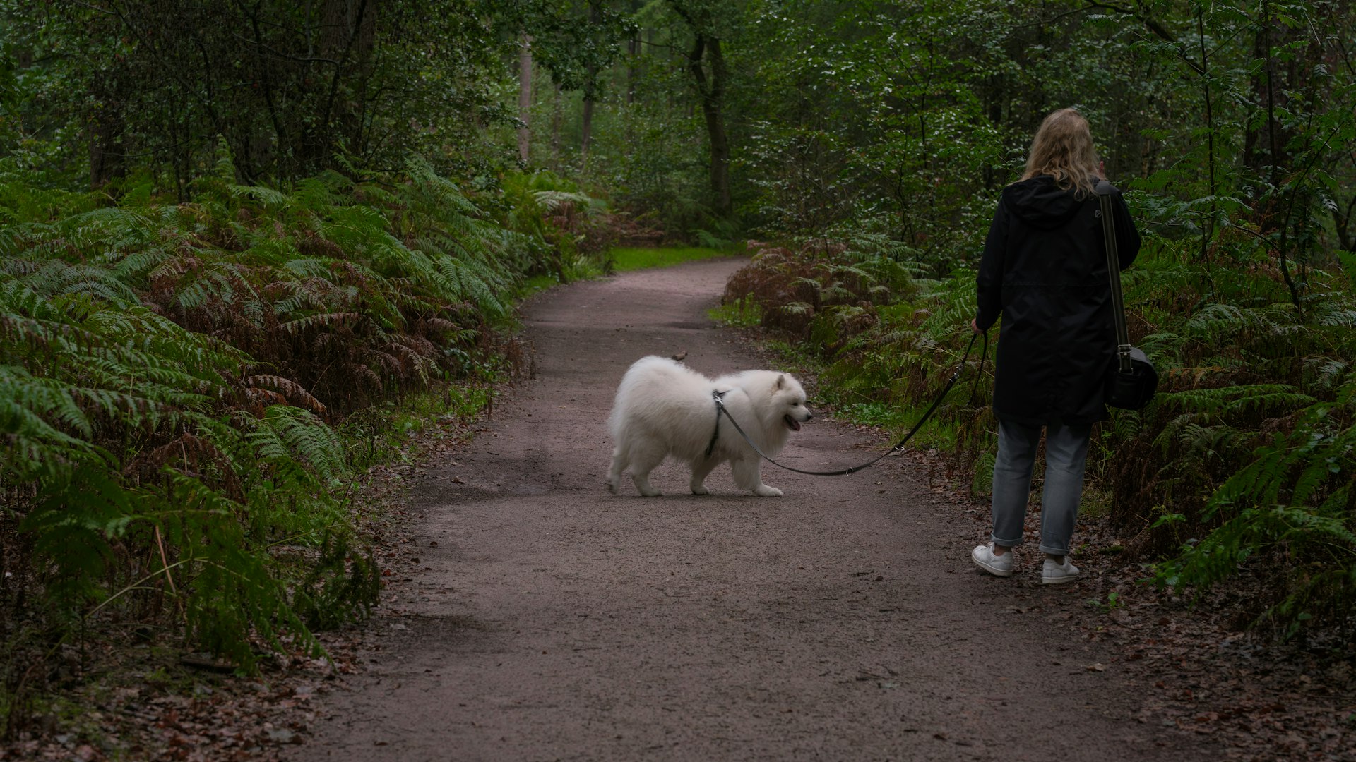 Person walking a white Samoyed on a forest trail