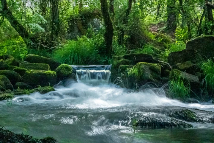 Clear stream running through a mossy forest