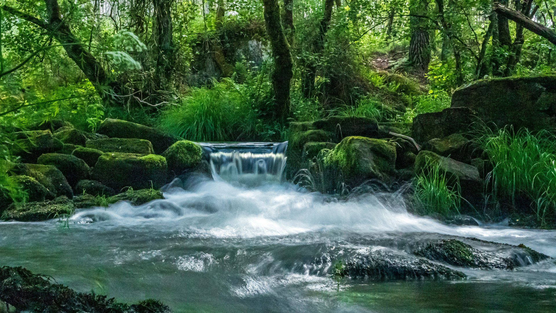Clear stream running through a mossy forest