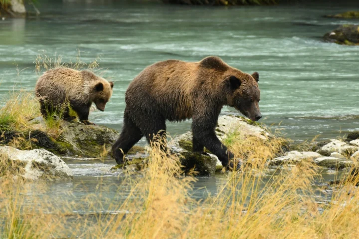 Grizzly bear sow and cub crossing a river