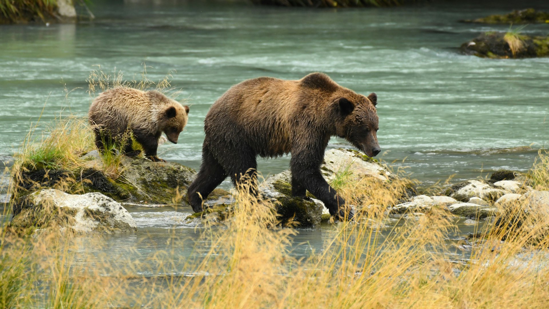 Grizzly bear sow and cub crossing a river