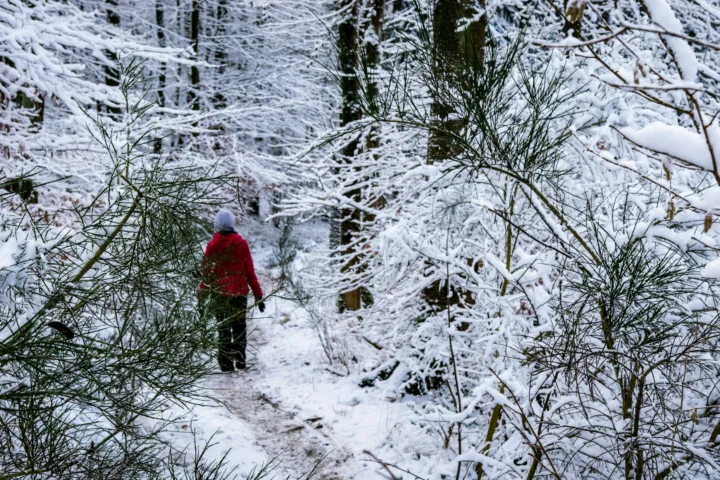 Hiker in a red jacket walking through snow-covered woods