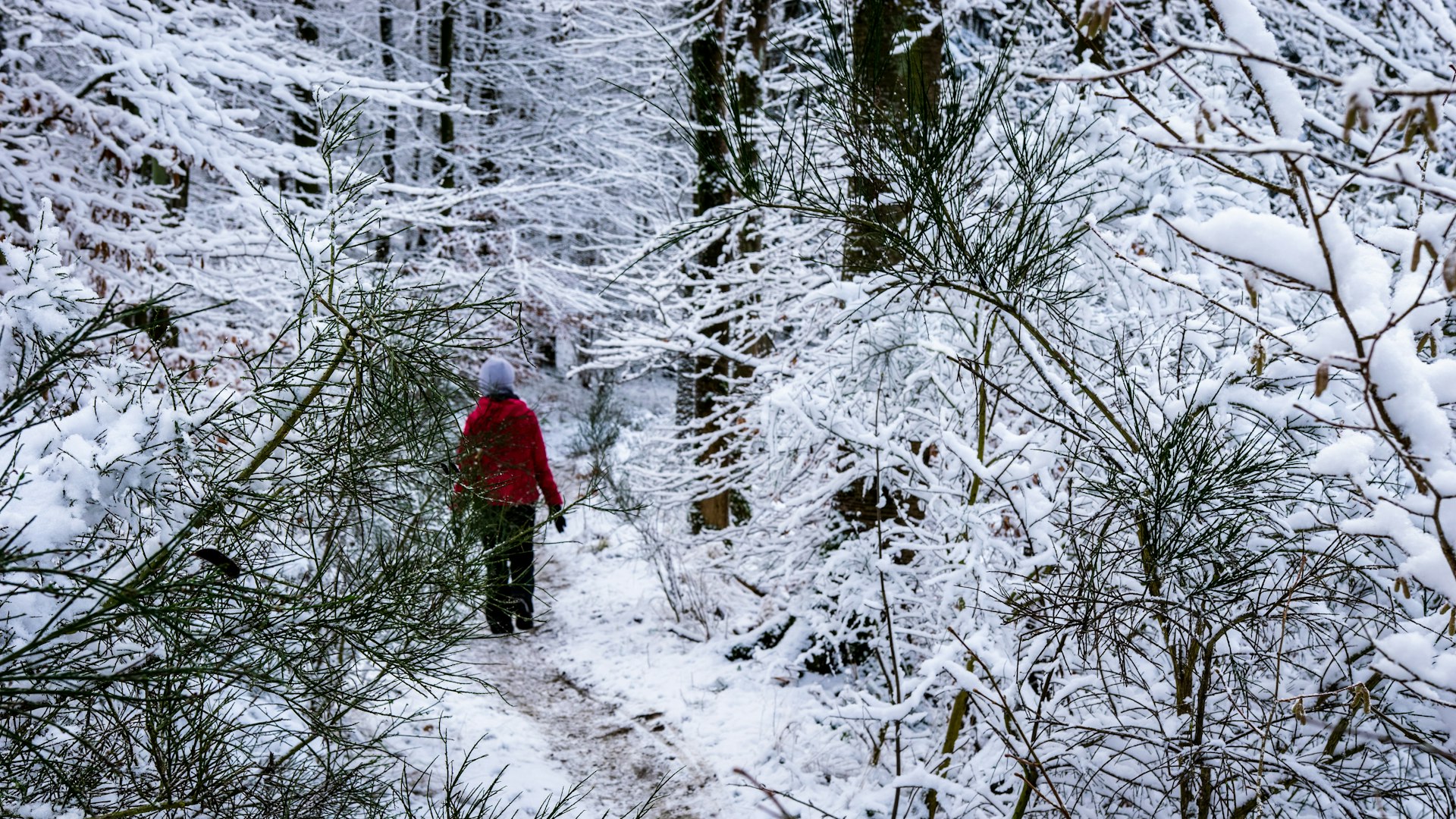 Hiker in a red jacket walking through snow-covered woods