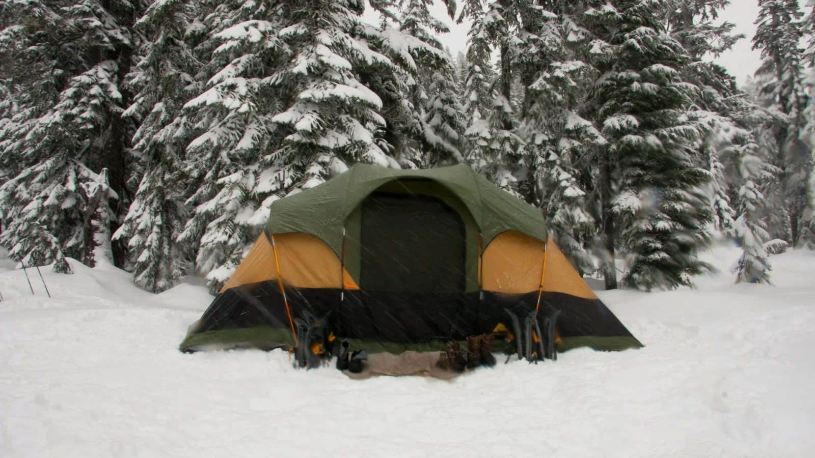 Tent pitched on snow among snow-covered spruce trees