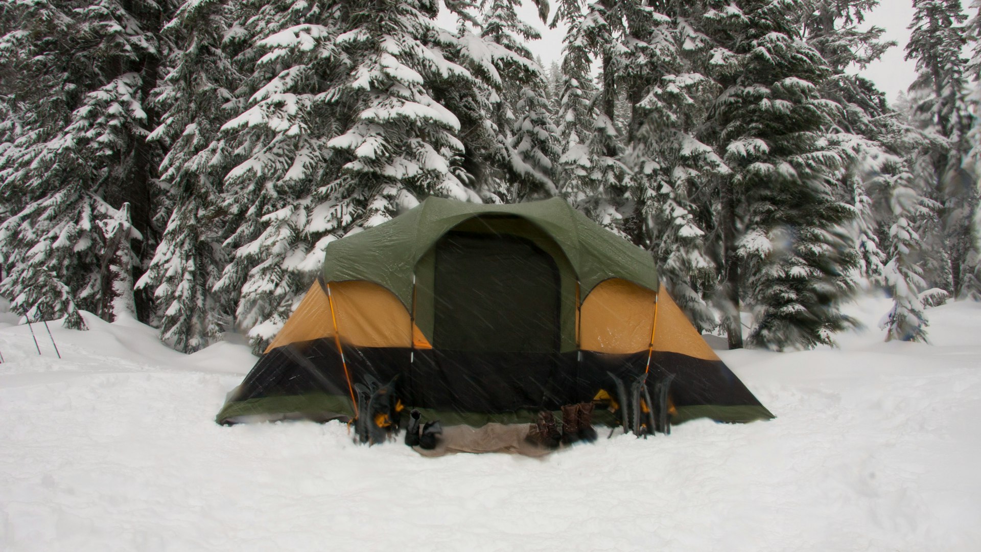 Tent pitched on snow among snow-covered spruce trees