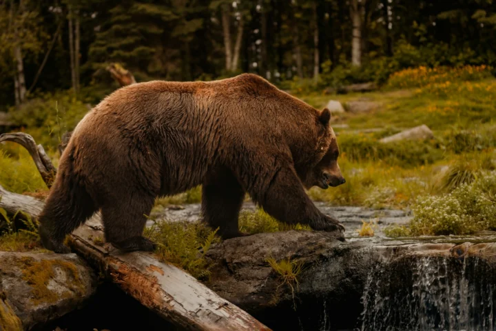 Brown bear walking along a forest stream