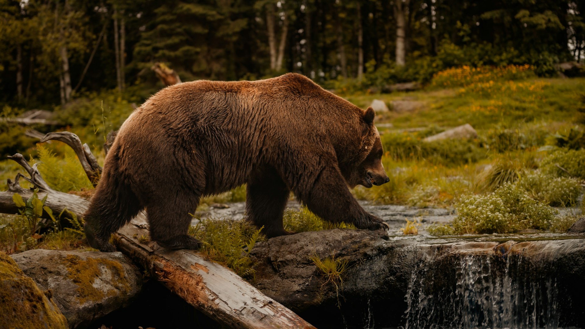 Brown bear walking along a forest stream